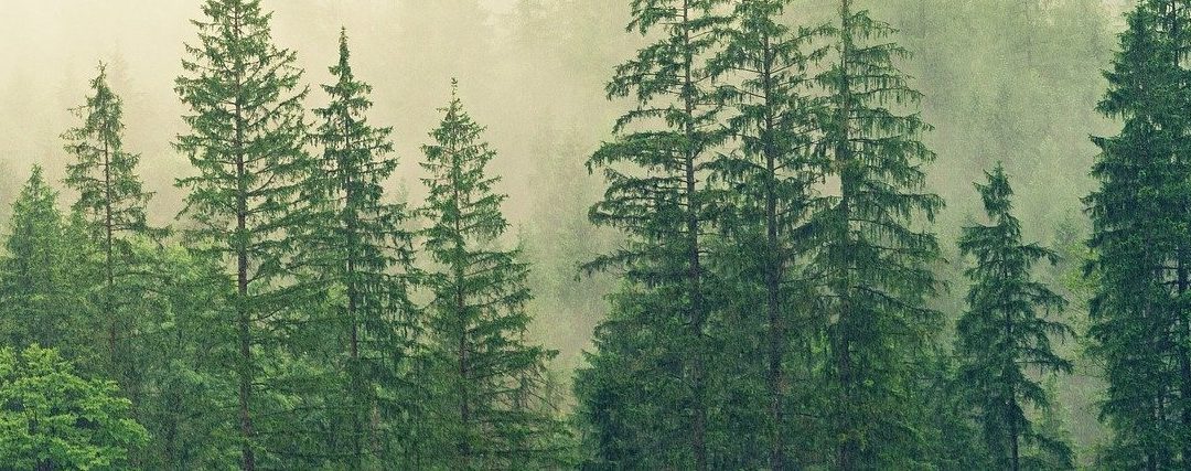 World Environment Day